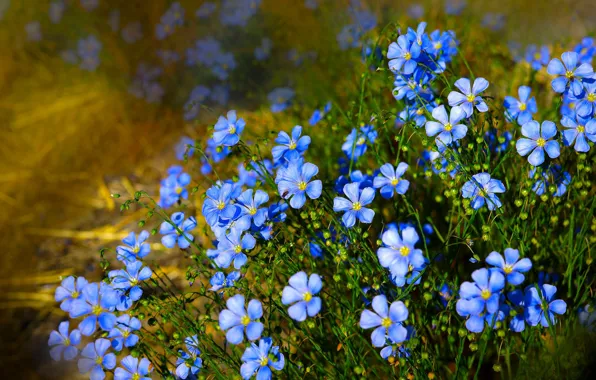 Природа, лён, голубые цветочки