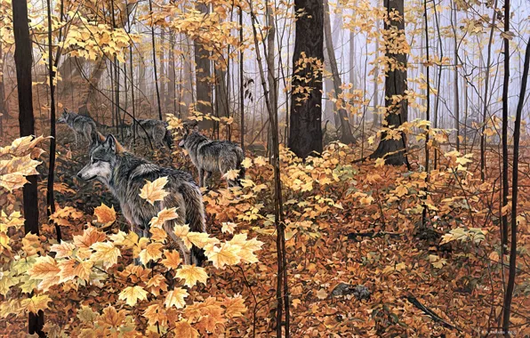 Картинка осень, лес, животные, природа, желтые листья, волки, клён, живопись