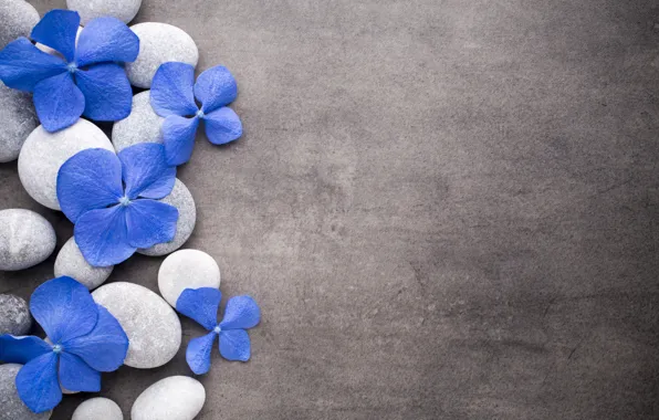 Картинка цветы, камни, blue, flowers, stones, spa, zen
