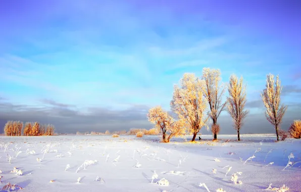 Картинка зима, иней, поле, небо, облака, снег, деревья