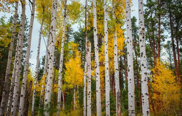 Осень, лес, листья, деревья, Колорадо, США, осина, Аспен