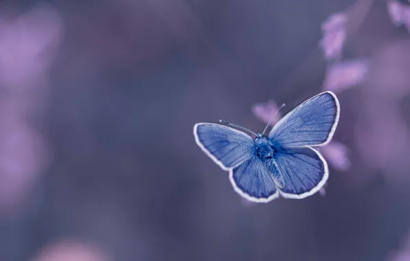 Фон, бабочка, Голубянка Икар