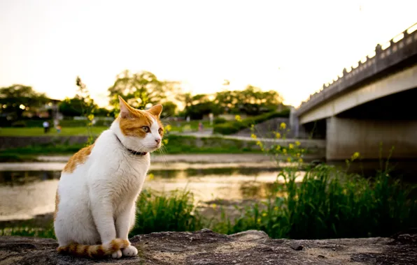 Картинка кошка, мост, река