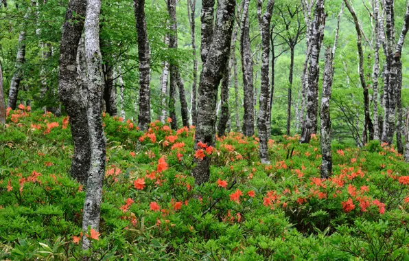 Лес, деревья, цветы, заросли, стволы, оранжевые, цветение, кусты