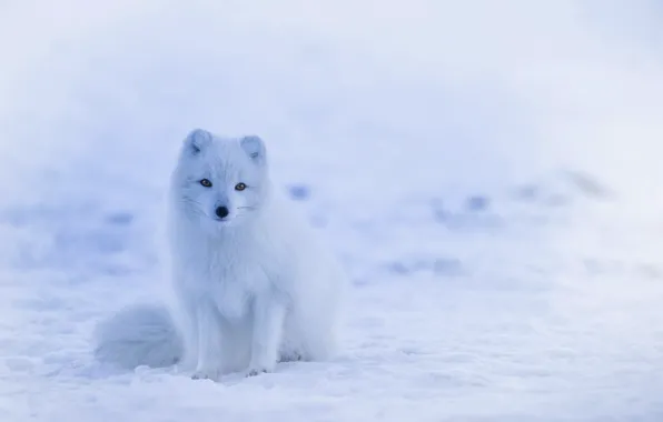Холод, зима, белый, лиса, white, сидит, fox, ждет