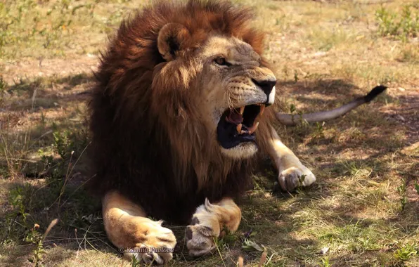 Картинка animal, big cat, angry lion