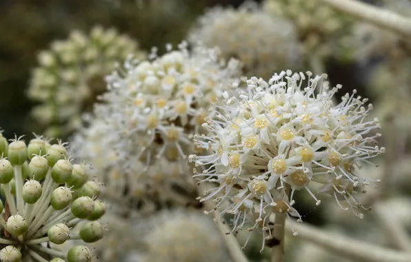 Соцветия, белые цветочки, Kyoto Botanical Garden, аралия