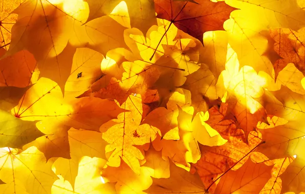 Осень, листья, свет, кленовые листья, дубовые листья