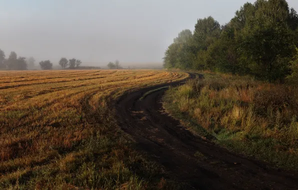 Дорога, поле, осень, деревья, путь, даль, дымка, сухая трава