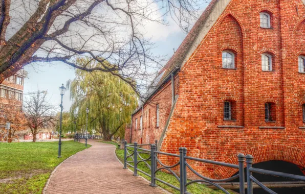 Tree, street, building, poland