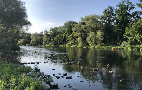 Небо, Вода, Трава, Река, Берег, Камни, Утки, Течет