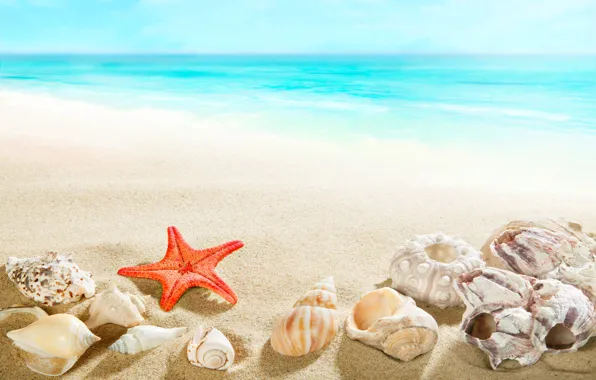 Картинка песок, море, пляж, берег, ракушки, summer, beach, sea
