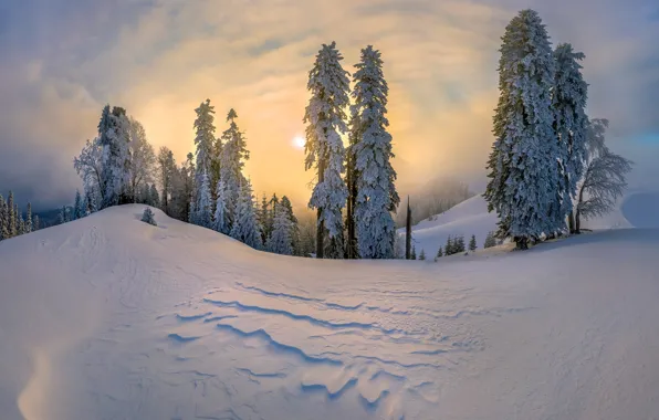 Зима, снег, деревья, сугробы, Абхазия