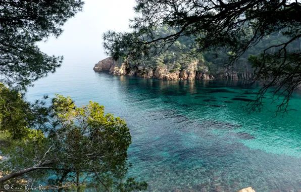 Картинка море, деревья, ветки, скалы, берег, бухта, Испания, Costa Brava