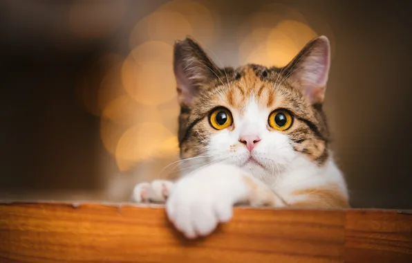 Кошка, кот, взгляд, поза, мордашка