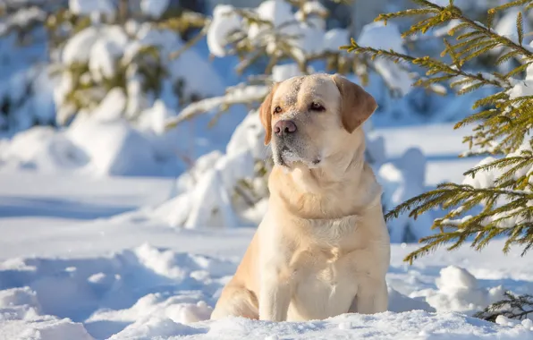 Картинка зима, снег, собака, Лабрадор-ретривер