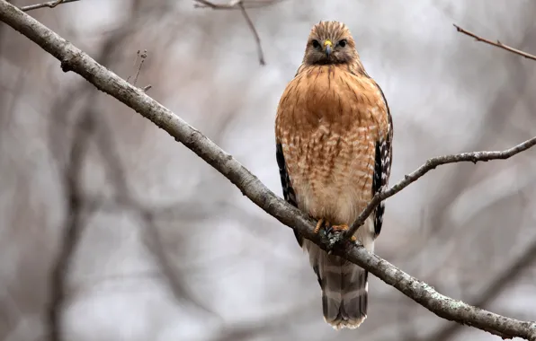 Деревья, ветки, природа, птица, хищник, ястреб, боке, Red Shouldered Hawk