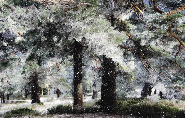 Картинка снег, деревья, ёлки