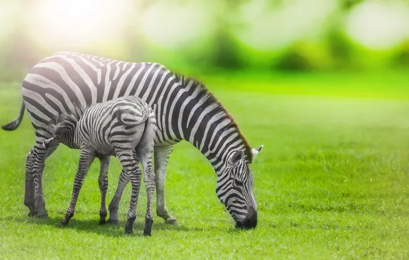 Картинка africa, savannah, Zebras