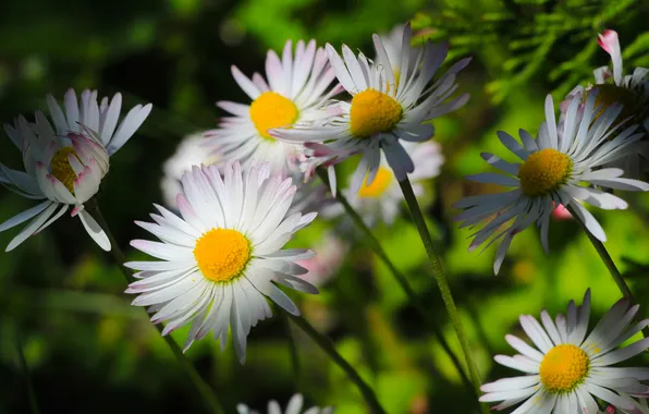 Flower, spring, daisy