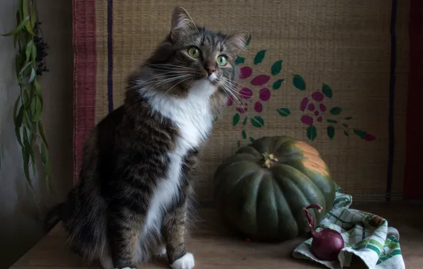 Кошка, кот, взгляд, стол, серый, полотенце, лук, тыква