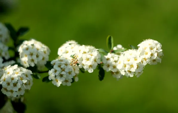 Белый, макро, весна, тычинки, невеста, цветки, соцветия, кустарник