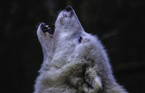 Nature, predator, animal, wolf, wildlife, portrait, portrait., Canis lupus. face