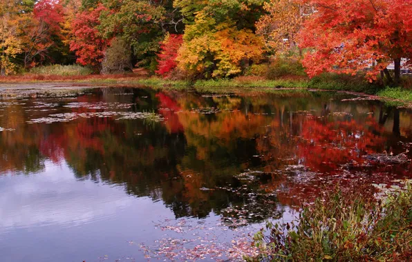 Осень, листья, отражения, деревья, природа, пруд, colors, Nature