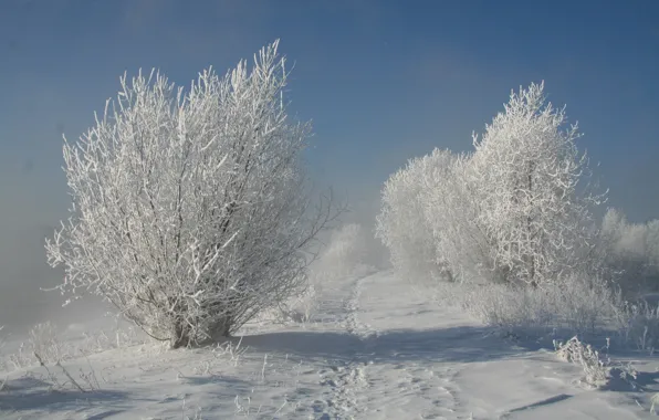 Зима, снег, деревья, Природа