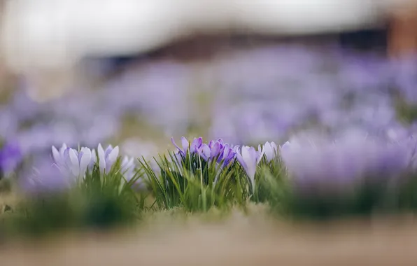 Цветы, природа, весна