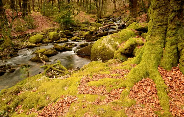 Картинка осень, лес, ручей, камни, мох