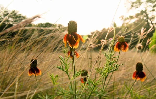 Картинка поле, цветы, природа, flowers, эхинацея, Nikon D300