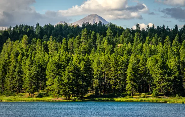 Картинка лес, деревья, озеро, гора, Colorado
