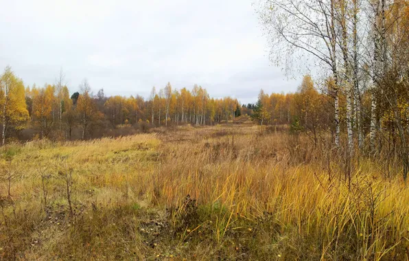 Осень, лес, деревья, Западная Двина