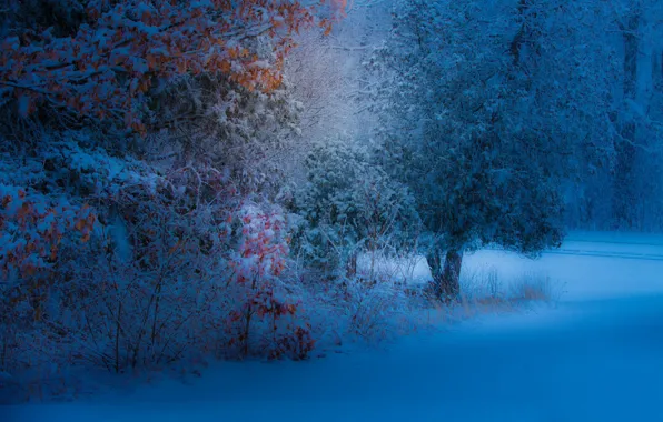 Картинка листья, снег, деревья, парк, вечер, желтые, снегопад