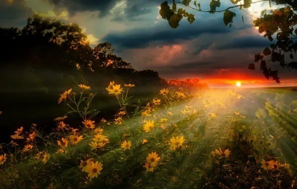 Картинка поле, небо, лучи, пейзаж, закат, цветы, тучи, природа