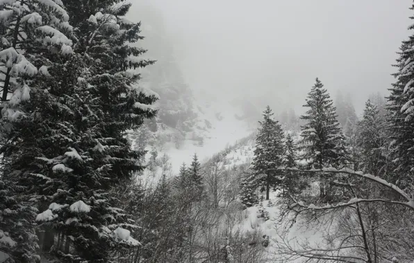 Зима, Деревья, Снег, Мороз, Winter, Frost, Snow, Trees
