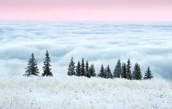 Картинка зима, иней, небо, трава, облака, деревья, утро