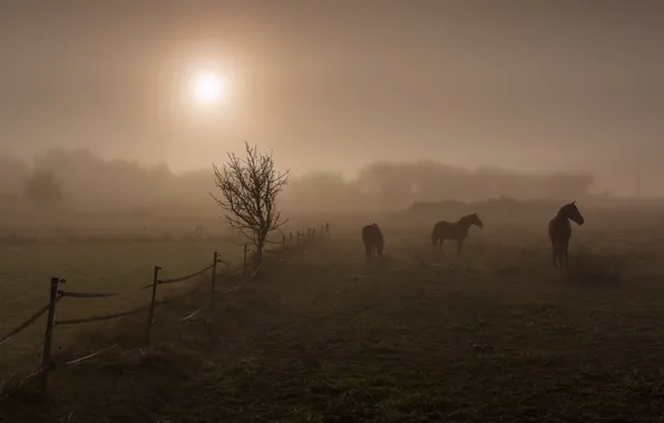 Картинка поле, ночь, кони