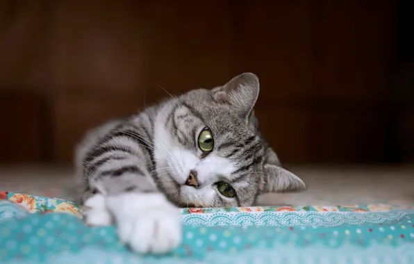Кошка, кот, взгляд, темный фон, котенок, лежит, коврик, мордашка