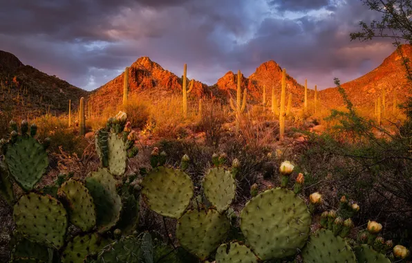 Пейзаж, закат, горы, природа, Аризона, кактусы, США, Tucson Mountain Park