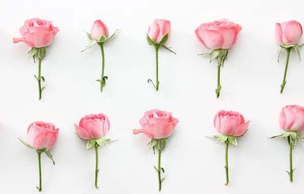 Картинка цветы, розы, wallpaper, бутоны, pink, roses