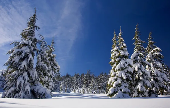 Картинка зима, лес, небо, солнце, снег, деревья