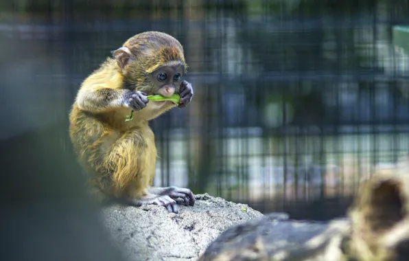 Картинка Обезьяна, Monkey, Zoo, Зоопарк, Мартышка, Примат, Млекопитающее, Макака