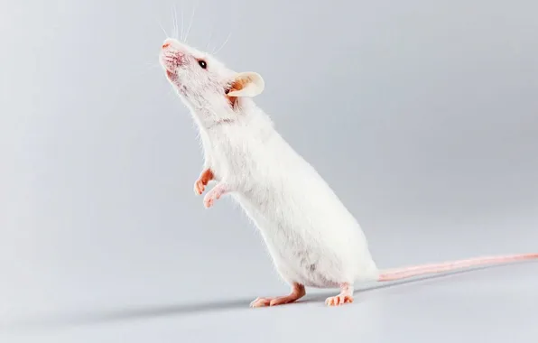 Animal, cute, rat, decorative