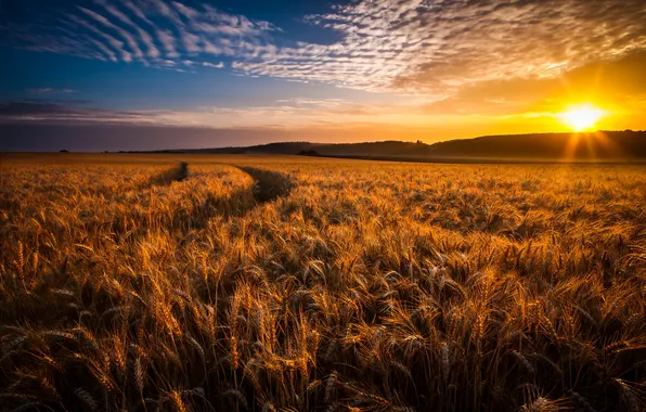 Картинка пшеница, поле, закат, колосья