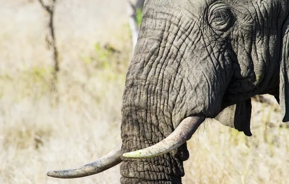 Природа, слон, Африка