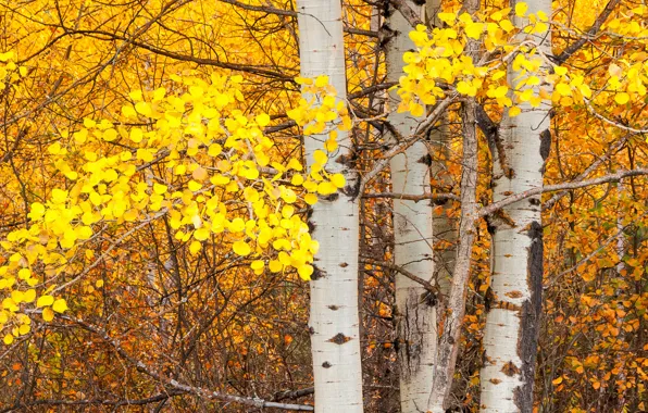 Картинка осень, листья, дерево, ствол, осина