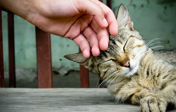 Картинка кошка, кот, рука, домашнее животное, гладить