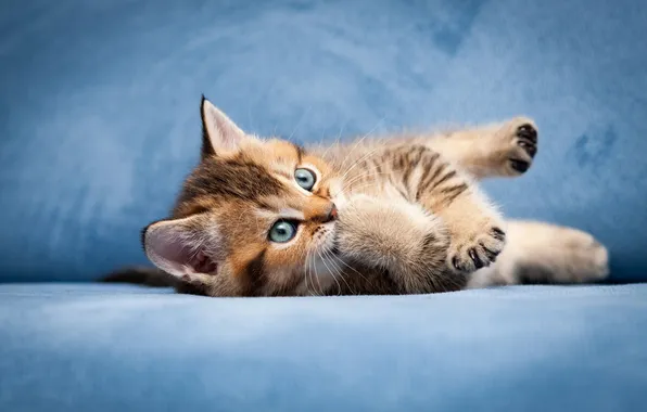 Кошка, взгляд, поза, котенок, мордашка